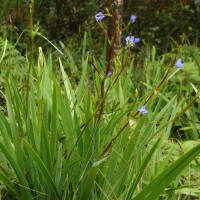 Aristea ecklonii Baker